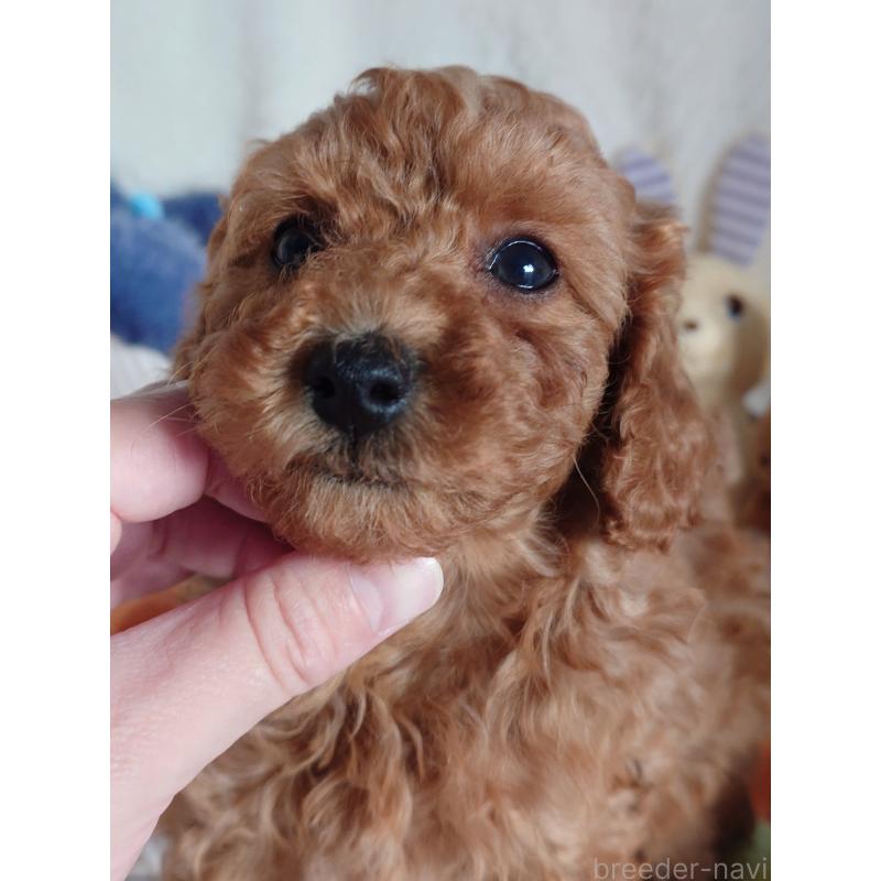 成約済の滋賀県のトイプードル-428028の5枚目