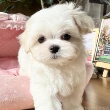 ♀︎マルチーズ