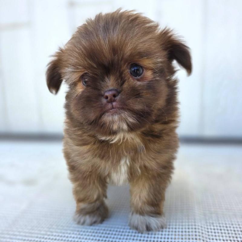 オーダー受付　ポメ、チワワ、シーズー柴犬　シュナ、他　ご予約ページ　5/27 チワズー:チワワ×シーズーの子犬を探す｜ブリーダーナビ