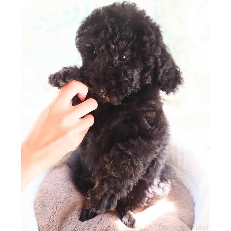 小山あすかブリーダーの詳細