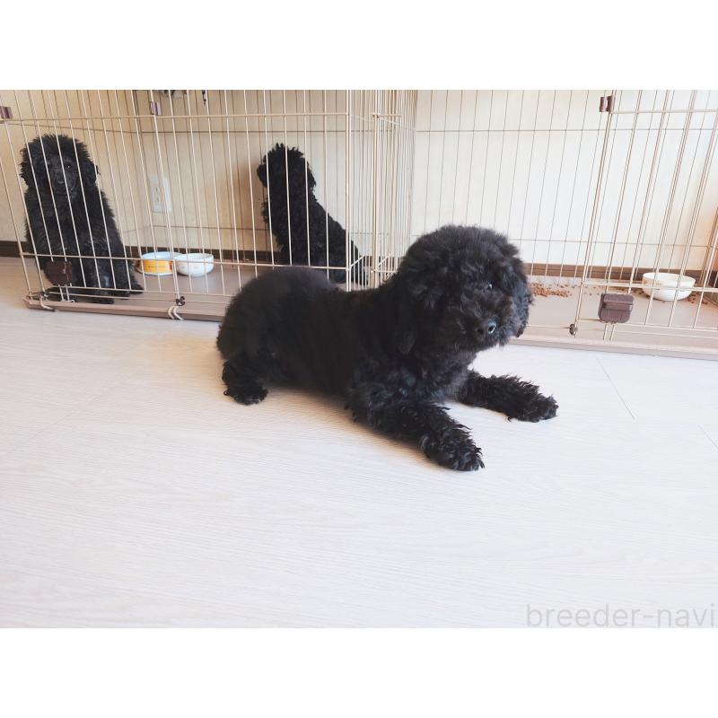 小山あすかブリーダーの詳細