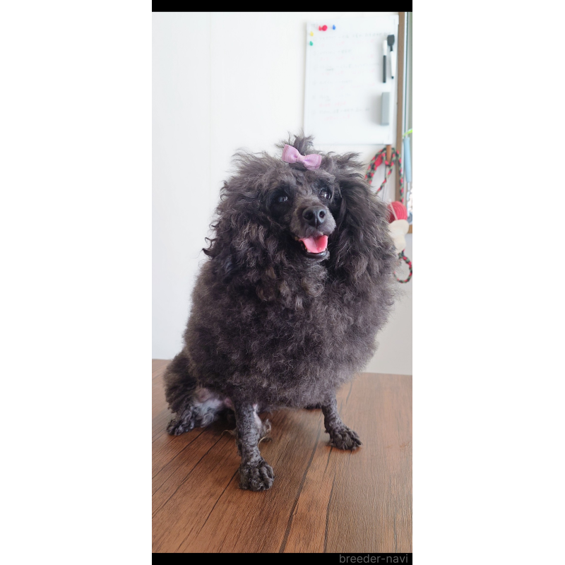 小山あすかブリーダーの詳細