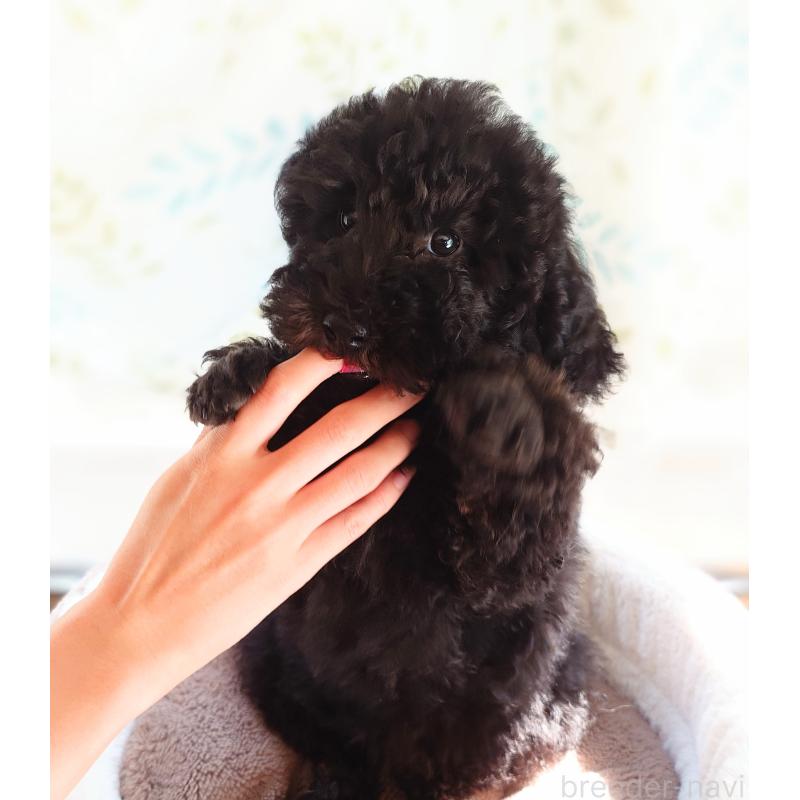 小山あすかブリーダーの詳細の1枚目