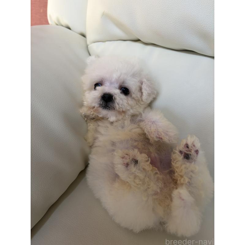 成約済の滋賀県のビションフリーゼ-425821の5枚目