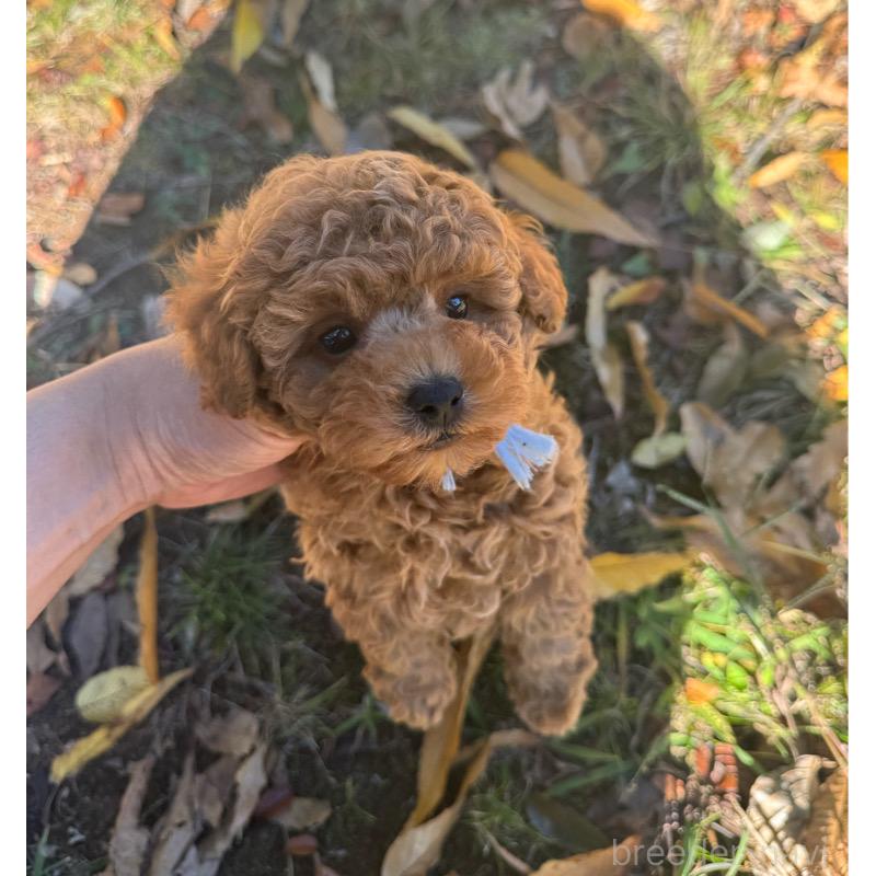 武笠哲也ブリーダーの詳細の1枚目