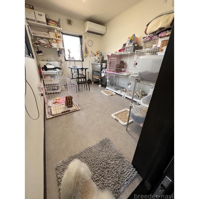 久保実可ブリーダーの詳細