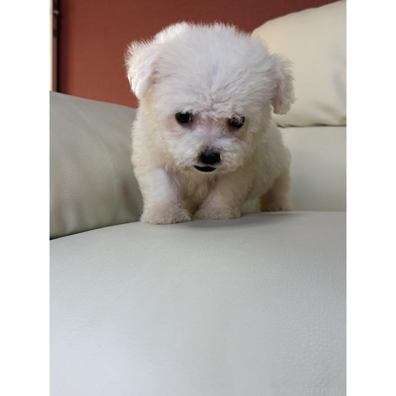 成約済の滋賀県のビションフリーゼ-425821の4枚目