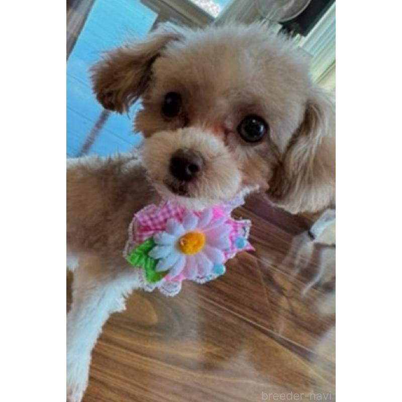 中野依璃奈ブリーダーの詳細の1枚目