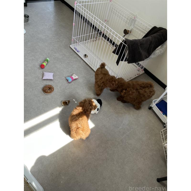 久保実可ブリーダーの詳細