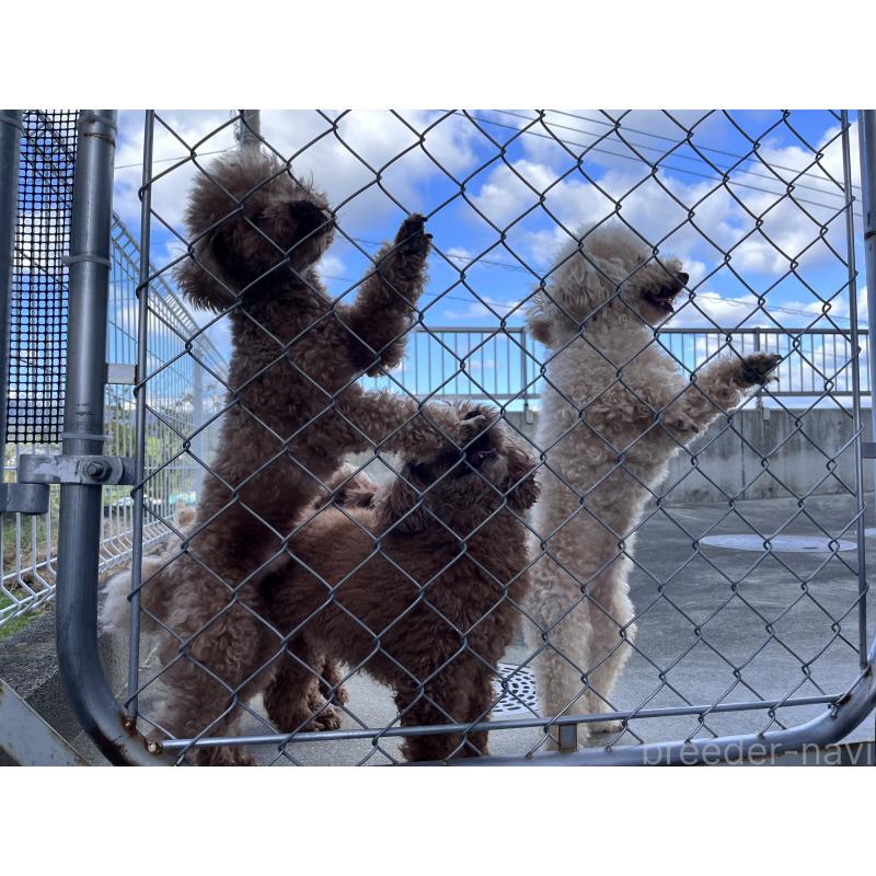 久保実可ブリーダーの詳細