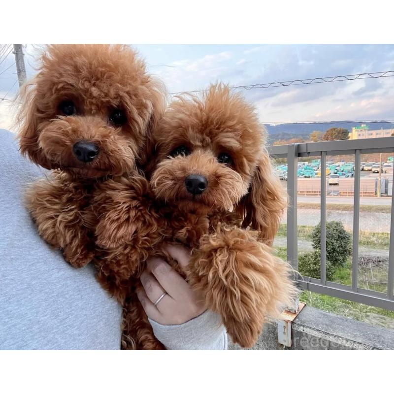 久保実可ブリーダーの詳細