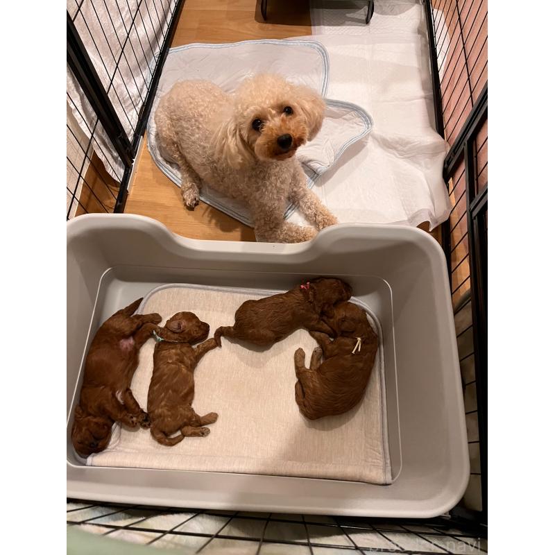 久保実可ブリーダーの詳細