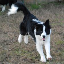 ♀︎ボーダーコリー