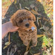 武笠哲也ブリーダー