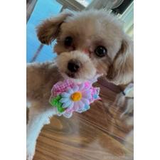 中野依璃奈ブリーダー