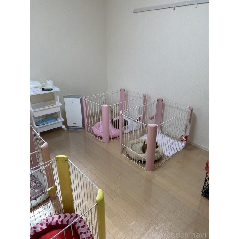 中野依璃奈ブリーダーの詳細