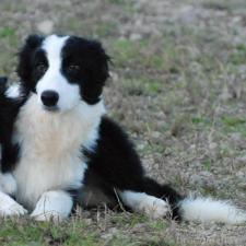 ♀︎ボーダーコリー