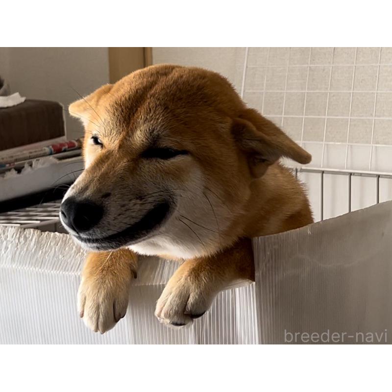 桑原智之ブリーダーの詳細