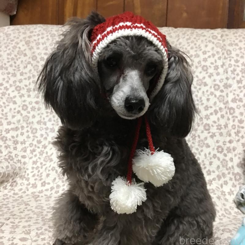 菅宏樹ブリーダーの詳細