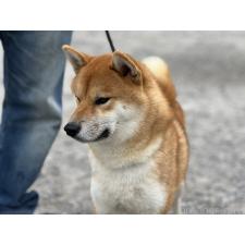 桑原智之ブリーダー