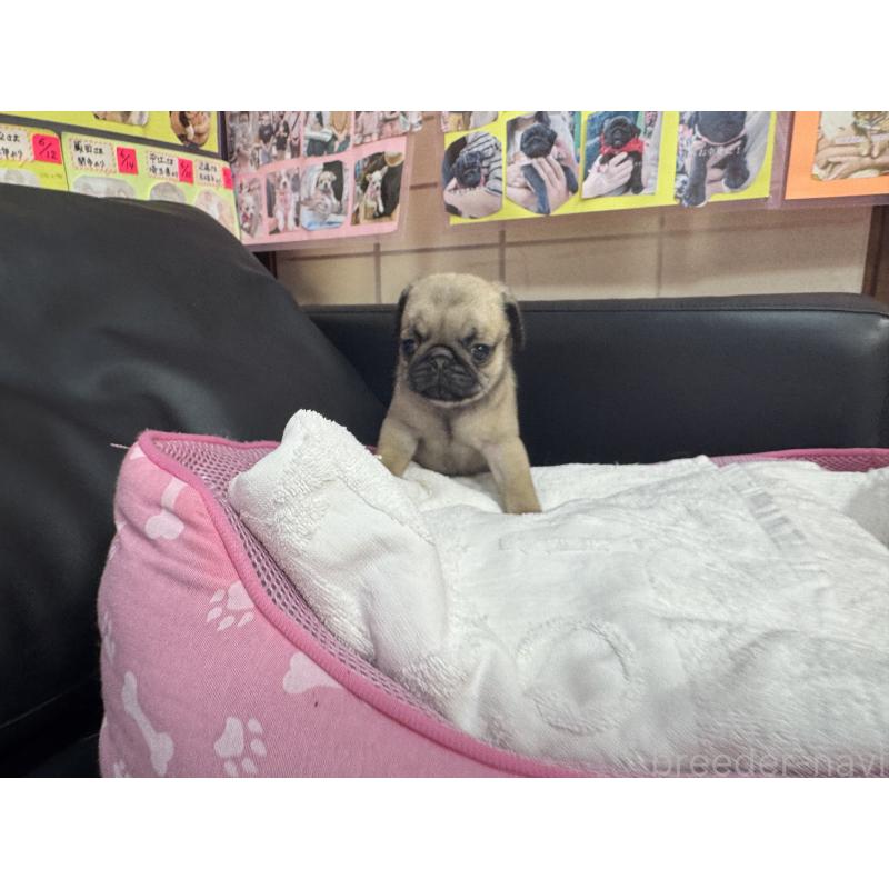 成約済の岐阜県のパグ-425990の7枚目