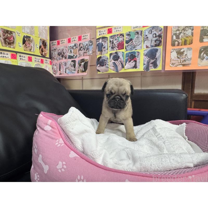 成約済の岐阜県のパグ-425990の6枚目