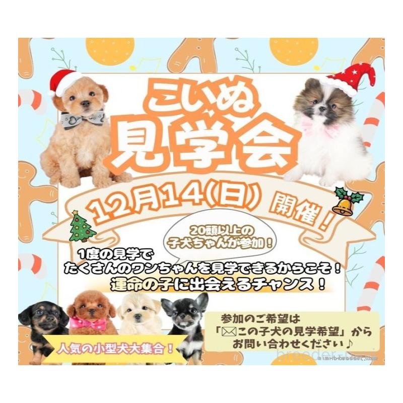 斎藤杏菜ブリーダーの詳細の1枚目