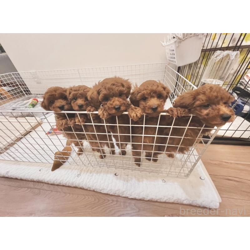 久保実可ブリーダーの詳細の1枚目