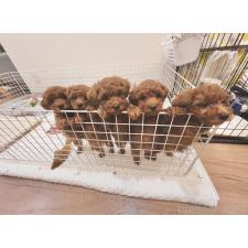 久保実可ブリーダー