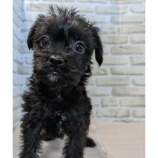 ♀︎ミックス犬