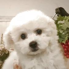 ♀︎ビションフリーゼ