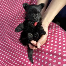 ♀︎ポメプー:ポメラニアン×トイプードル