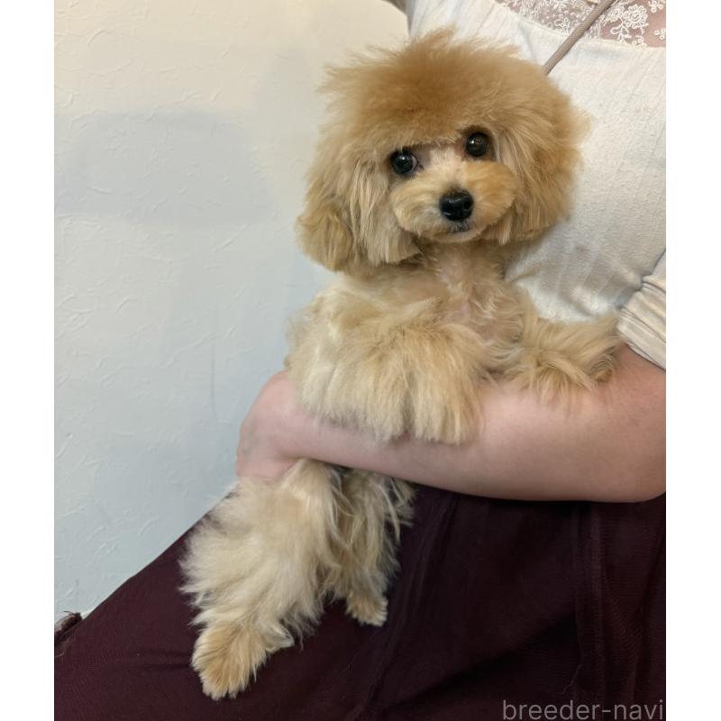 成約済の大阪府のタイニープードル-405950の3枚目