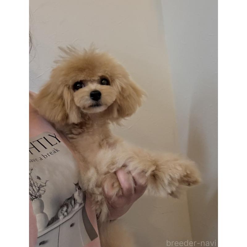 成約済の大阪府のタイニープードル-405950の2枚目