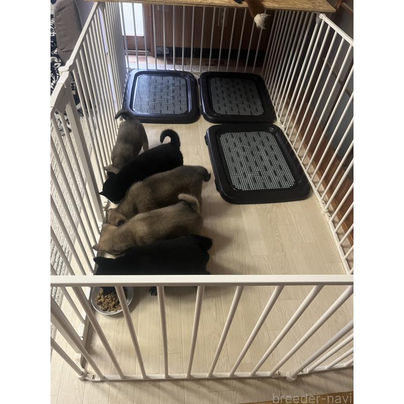 佐藤くおんブリーダーの詳細