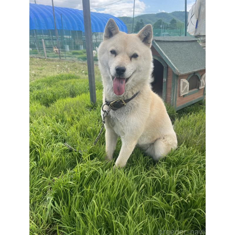 佐藤くおんブリーダーの詳細