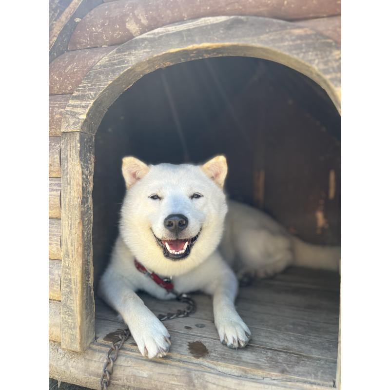 佐藤くおんブリーダーの詳細