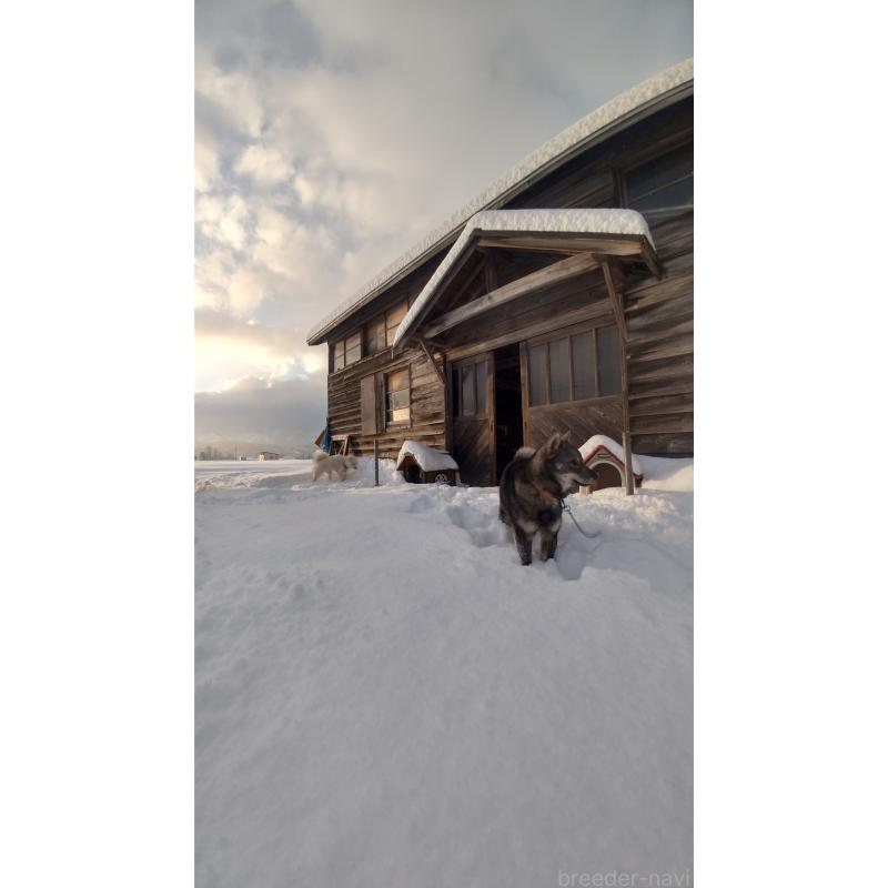 佐藤くおんブリーダーの詳細