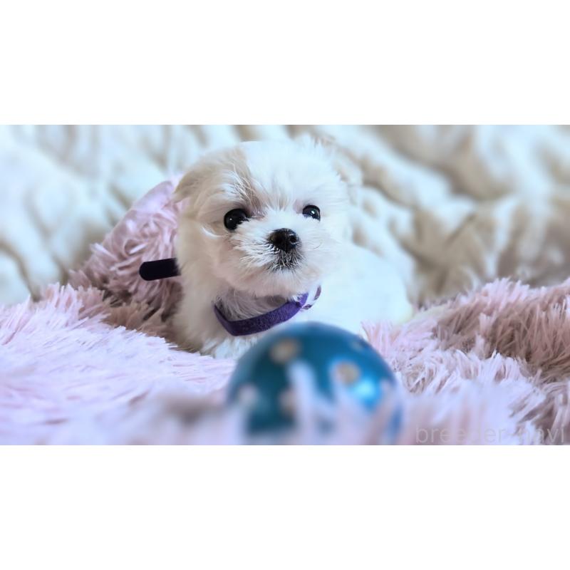 梅野美恵子ブリーダーの詳細