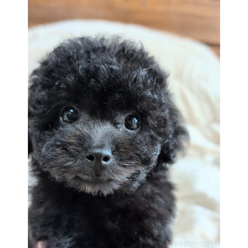 梅野美恵子ブリーダーの詳細