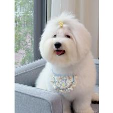 柳井遥ブリーダー