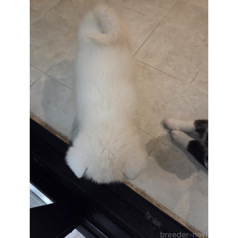 生野智弘ブリーダーの詳細