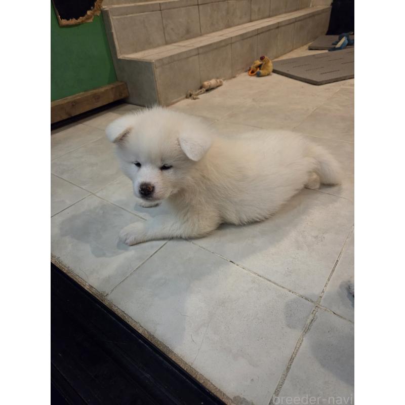 生野智弘ブリーダーの詳細