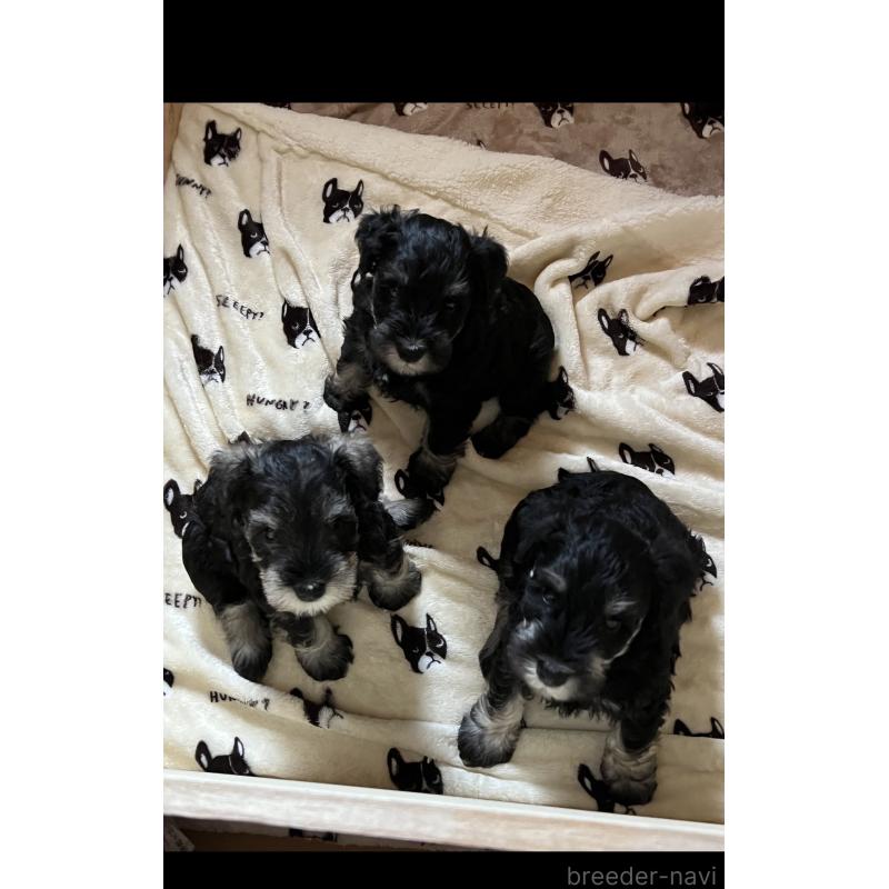 藤井寛ブリーダーの詳細