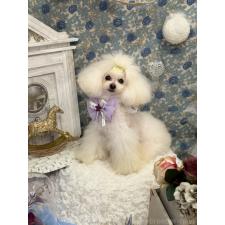 小川智美ブリーダー