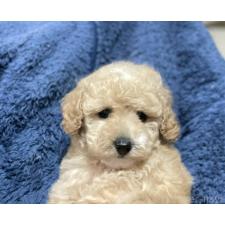 ♀︎タイニープードル