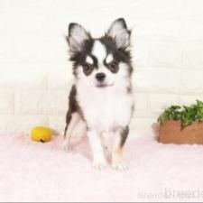 ♀︎チワワ(ロングコート)