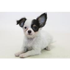 ♀︎チワワ(ロングコート)