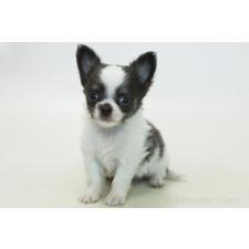 ♀︎チワワ(ロングコート)