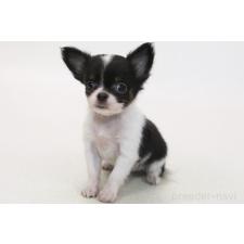 ♀︎チワワ(ロングコート)